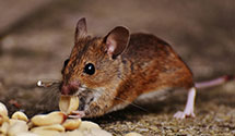 24 Hour & Emergency Exterminators in West Hanover, PA